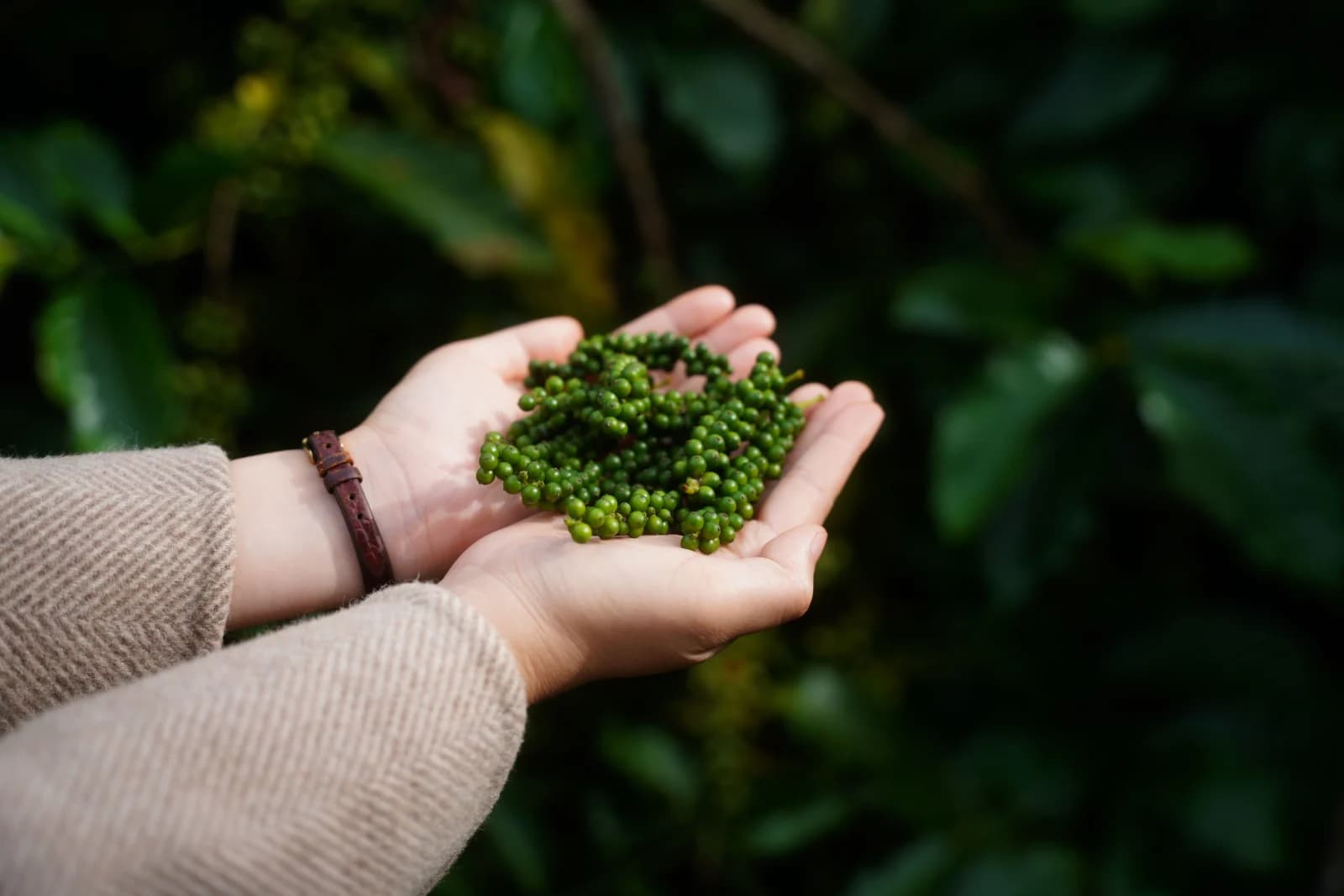 Fresh green peppercorns held after harvest
