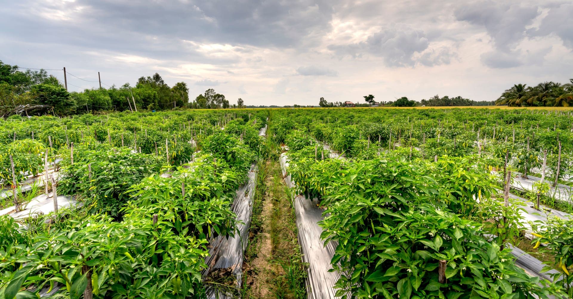 Rows of green pepper plants on a tropical farm